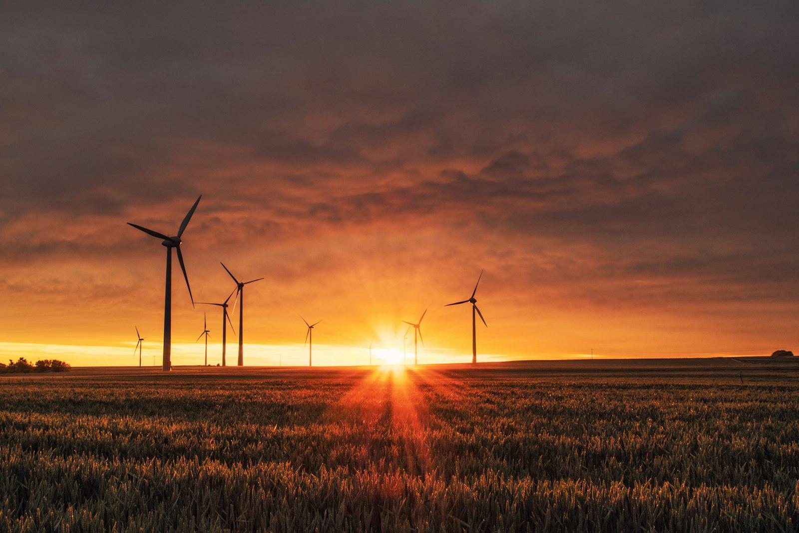 Wind turbines on a field at sunset
